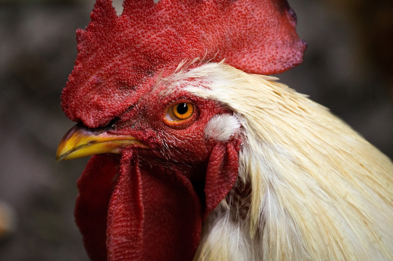 How to Create a Sustainable Backyard Chicken Coop